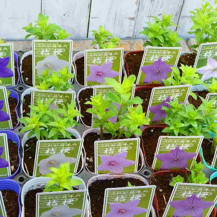 Amazon.co.jp: 桔梗 苗 二重咲き 紫花 3号 キキョウ 山野草 宿根草